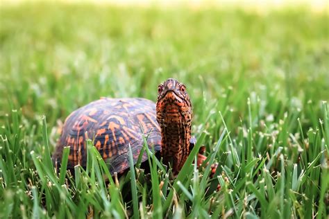 13 Types of Turtles That Make Great Pets