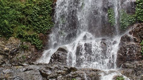 Dorrigo National Park | Visual Tour | NSW National Parks and Wildlife ...