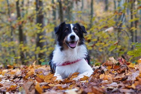 Osteoarthritis in Dogs | Winterset Veterinary Center