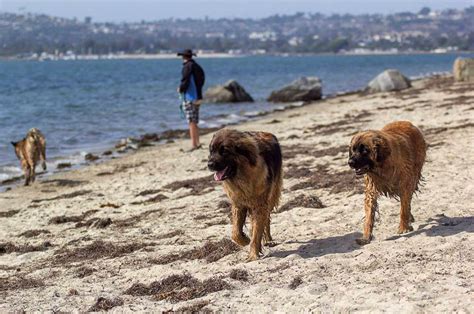 fiesta island beach san diego ca pet friendly travel