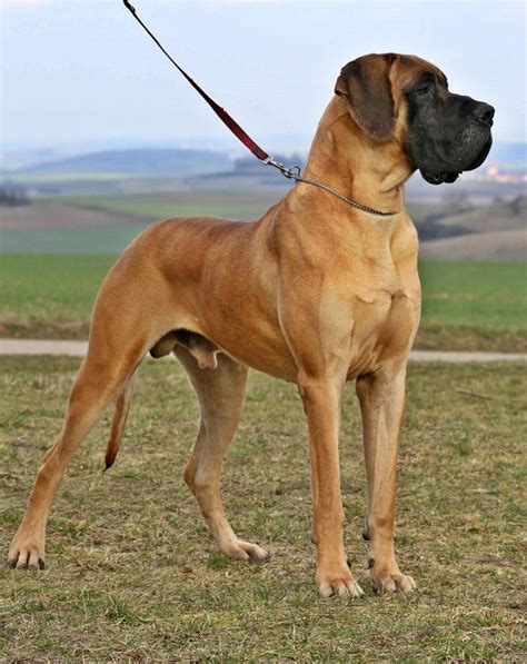 deutsche doggen | King Dogen Sport | Dane dog, Pretty dogs, Beautiful dogs