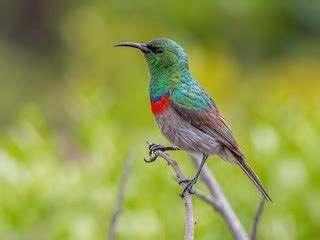 Southern Double Collared Sunbird Cinnyris Chalybeus Birds Of The World