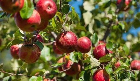 The Best Fungicide For Fruit Trees Gardening Adviser