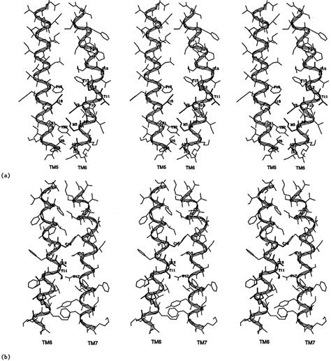 Stereoview Of The Interhelical Interactions Of A Tm Tm And B