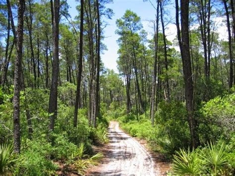 Bosque de Pino Encinoᅝᅝᅝᅝ CONCLUSIÓN