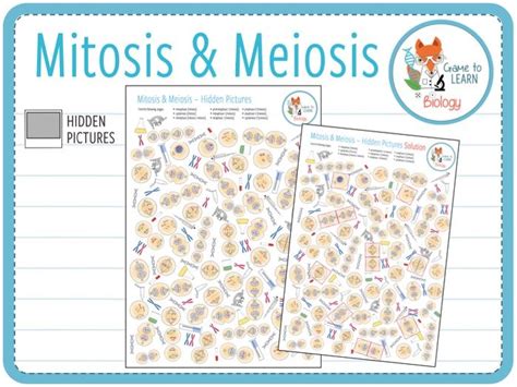 Mitosis And Meiosis Hidden Pictures Ks45 Teaching Resources