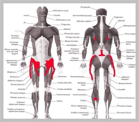 Lower back hip anatomy - Graph Diagram