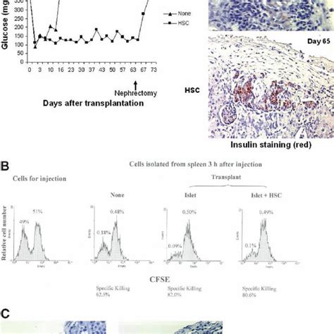 Hepatic Stellate Cell Hsc Isolation And Activation A Hscs Were Download Scientific Diagram