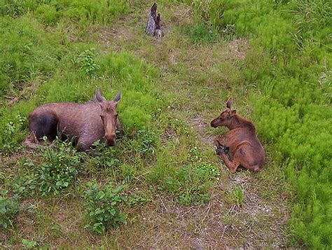 Moose - Wikipedia