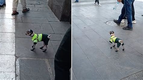 Perrito Polic A Cuida Las Calles De Per Youtube