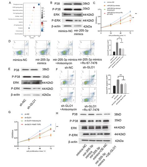 Mir 205 3p Via Glo1 Regulates The P38erk Signaling A Bubble Plots Download Scientific