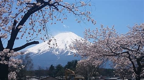 photo sakura spring japan blossom cherry japanese cherry