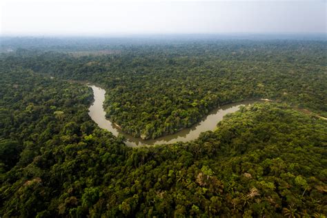 The Amazon Rainforest Could Die In Your Lifetime — Heres Why