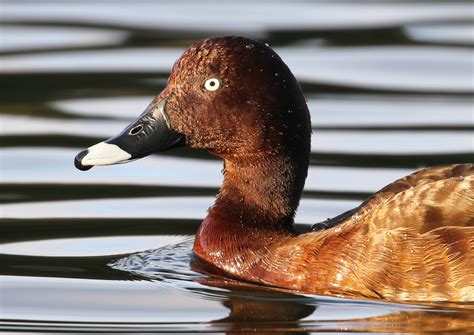 Australian Ducks - Australia's Wonderful Birds