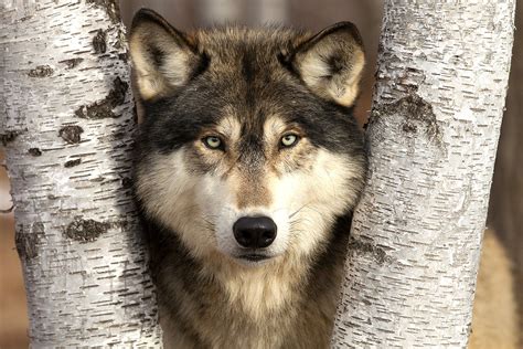 North American Wildlife - Jim Zuckerman photography & photo tours