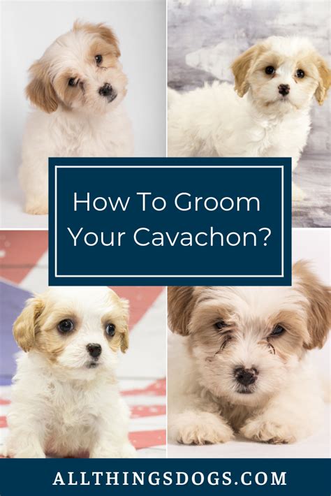 Cavachon grooming complete how to guide – Artofit