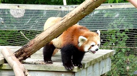 Red Panda at the Toronto Zoo - YouTube