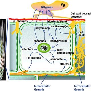 Examples Of Recently Characterized Fusarium Graminearum Genes And Their