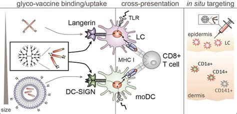 Glyco Dendrimers As Intradermal Anti Tumor Vaccine Targeting Multiple