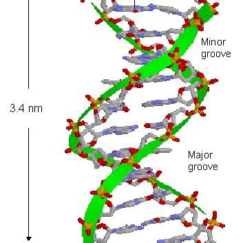 Formation of the phosphodiester bond through the condensation reaction ...