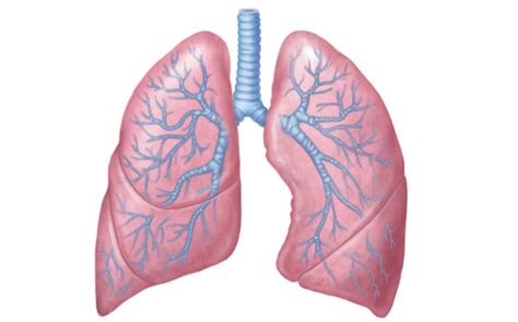 The Lungs Flashcards Quizlet