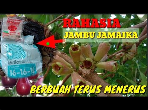 Rahasia Pupuk Jambu Jamaika Berbuah Lebat Terus Menerus Youtube