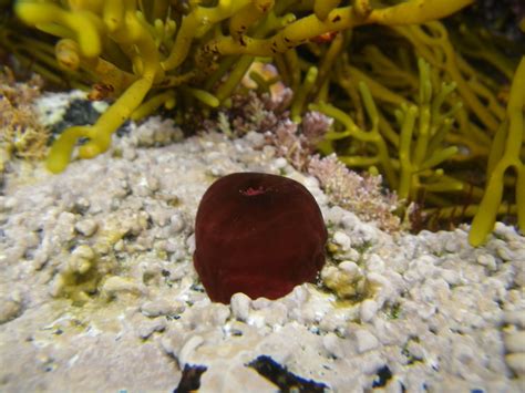 Beadlet Anemone Cornwall 2013 RainbowNature Flickr