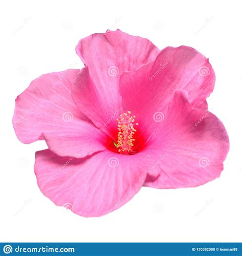 Flor Cor De Rosa Do Hibiscus Isolada No Fundo Branco Foto De Stock