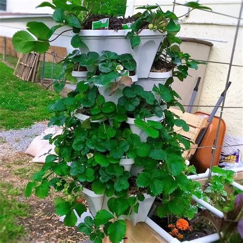 Growing Strawberries Vertically In Towers Slick Garden