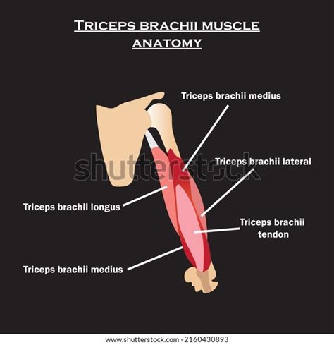 Tricep Anatomy Chart