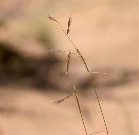 Black Grama Bouteloua Eriopoda