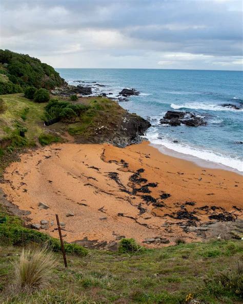 Oamaru Penguins: where to find them and which viewing experience is ...