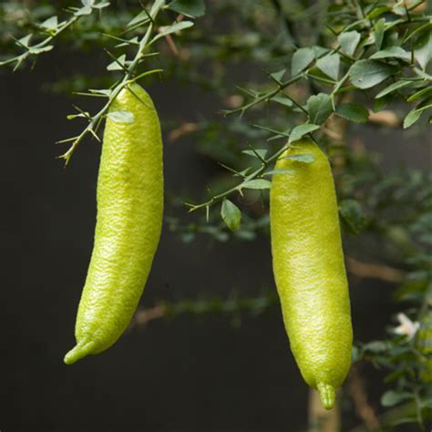 Australian Finger Lime Tree Citrus Australasica