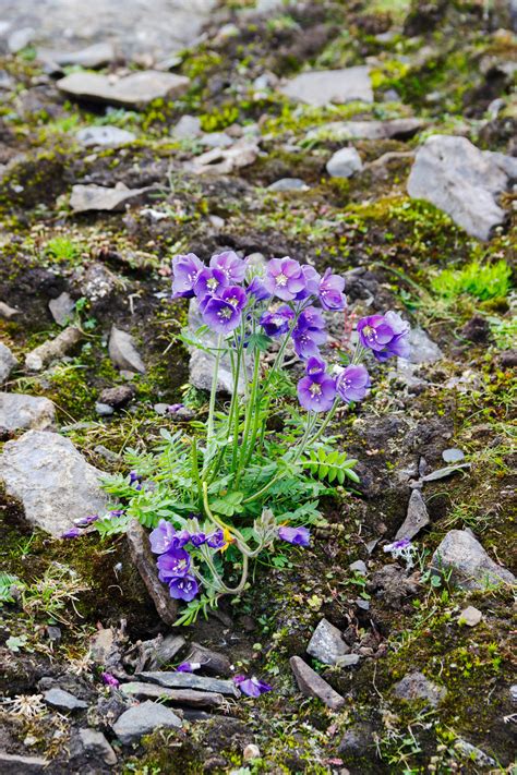 Buy Jacob's Ladder Plant Online | Perennial Nursery Co