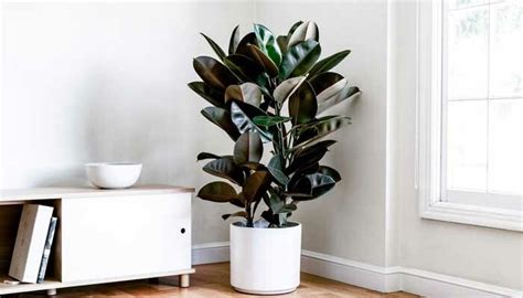 Фікус: які бувають, як доглядати та поливати вазон Ficus