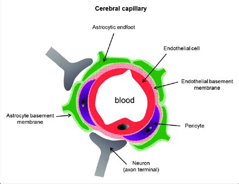 Schematic Representation Of A Transversal Section Of A Cerebral