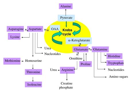 Ppt Biosynthesis Of Amino Acids Powerpoint Presentation Free