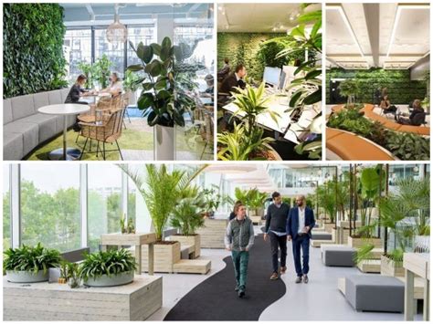 Las mejores 7 plantas de interior para la oficina La Habitación Verde