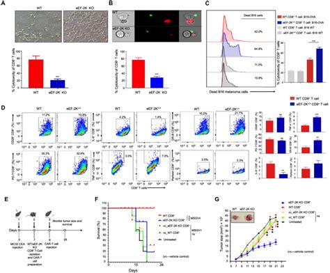 Loss Of EEF 2K In CAR CD8 T Cells Diminishes Their Cytocidal Activity