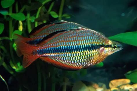 Banded Rainbowfish Melanotaenia Trifasciata Fish Profile And Care Guide