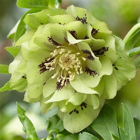 Green Hellebores