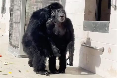 V Deo Mostra A Rea O De Chimpanz De Anos Ao Ver O C U Pela