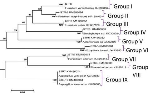 Its Sequence Based Phylogenetic Tree Constructed Using Mega 6 Software