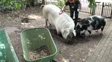 Groots Ontvangst Van Okja Bij Erve Knots Belinda Zo Blij Youtube