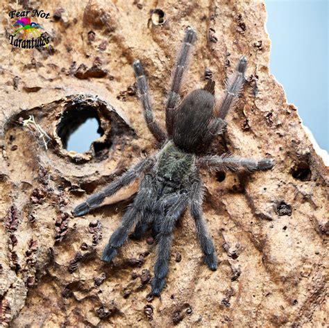 Tapinauchenius Sanctivincenti St Vincents Tree Spider Fear Not