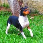 Cachorro Fox Paulistinha Ou Terrier Brasileiro Caracter Sticas E Fotos