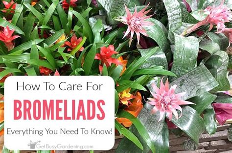 Bromeliad Plant Care And Complete Growing Guide Get Busy Gardening