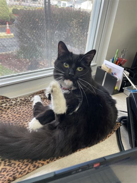 toms river animal hospital nj 7