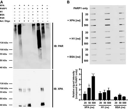 XPA Stimulates PARP1 Activity In Vitro A PARylation Assay Using