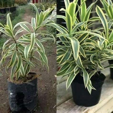 Jual Tanaman Hias Dracaena Song Of India Shopee Indonesia